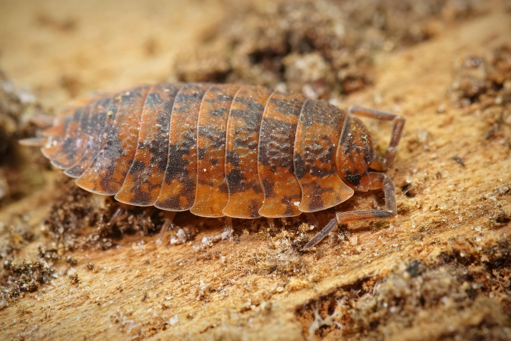 Woodlouse