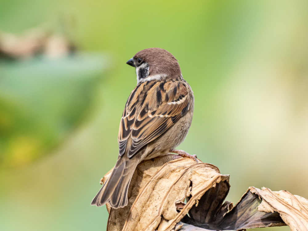Sparrow