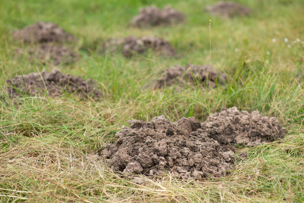 Molehill
