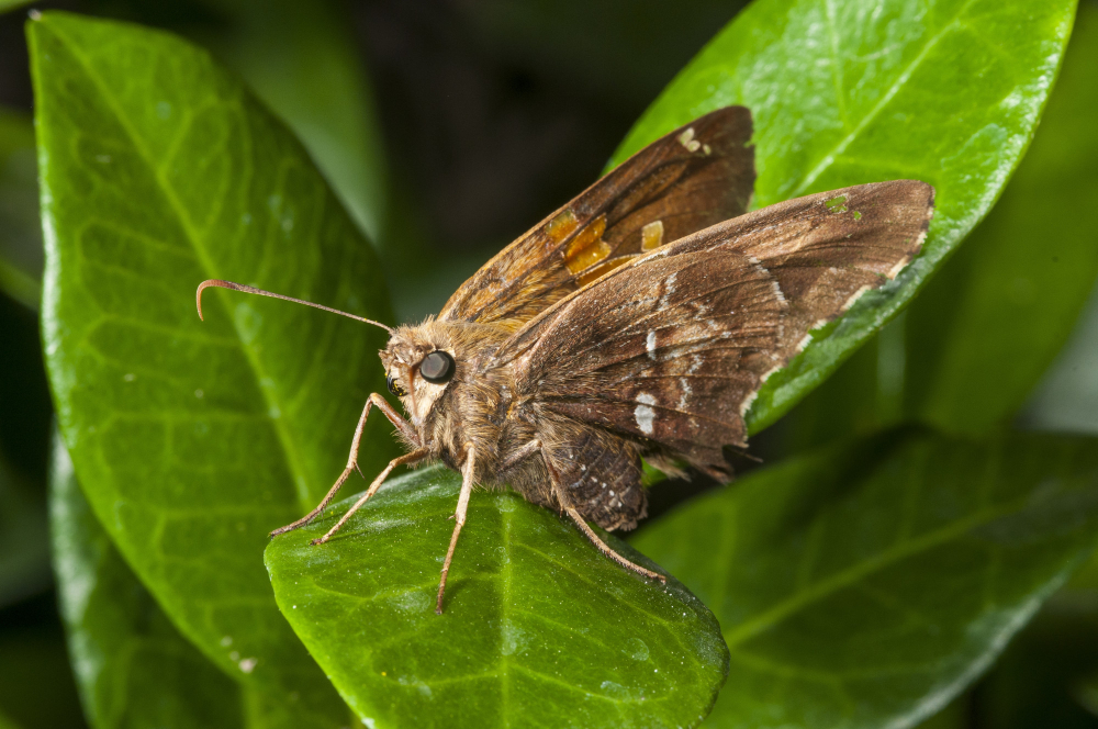 clothes moth