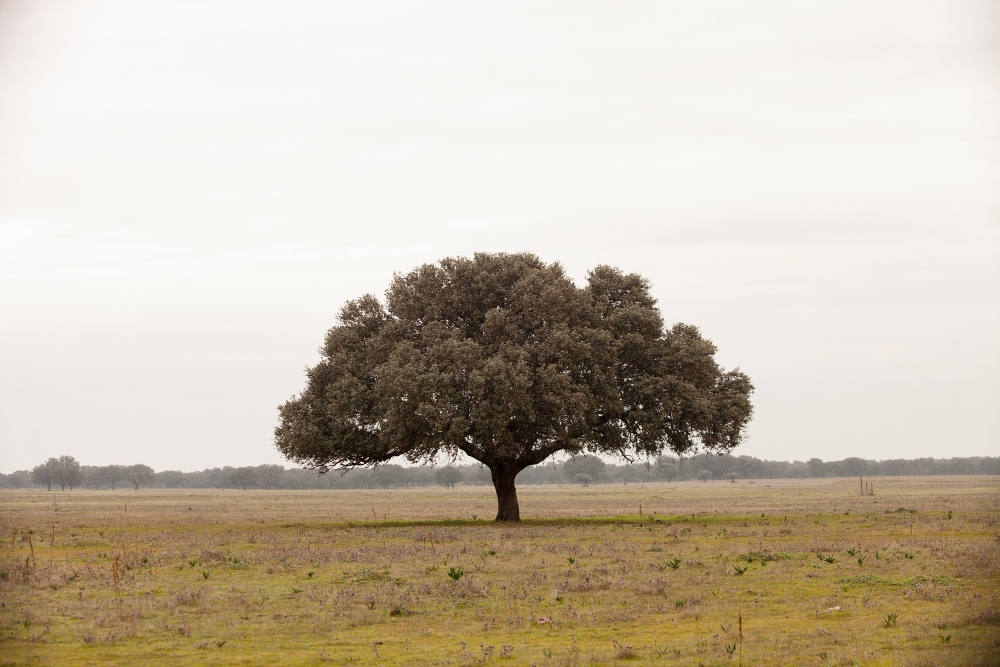 Oak Tree
