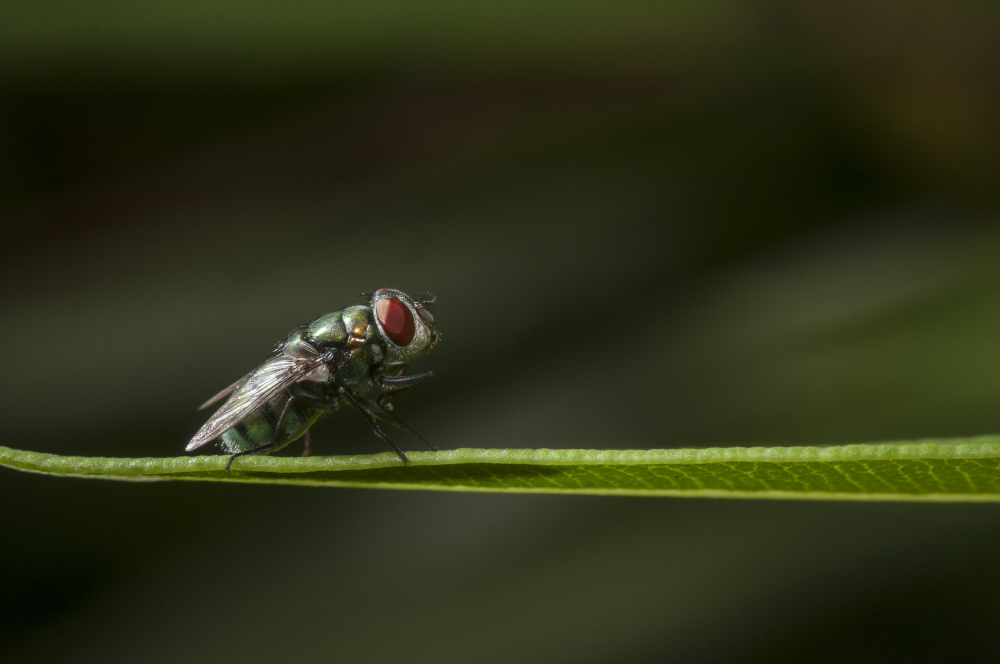 housefly