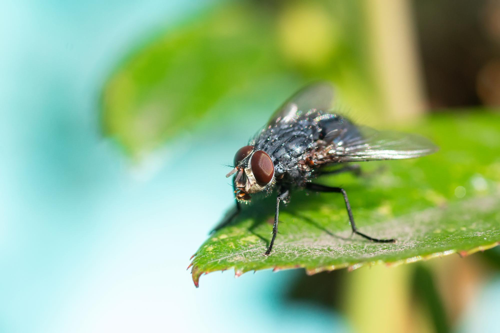 housefly
