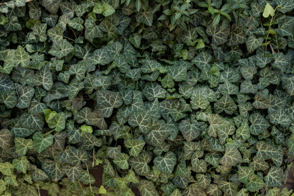 Ivy