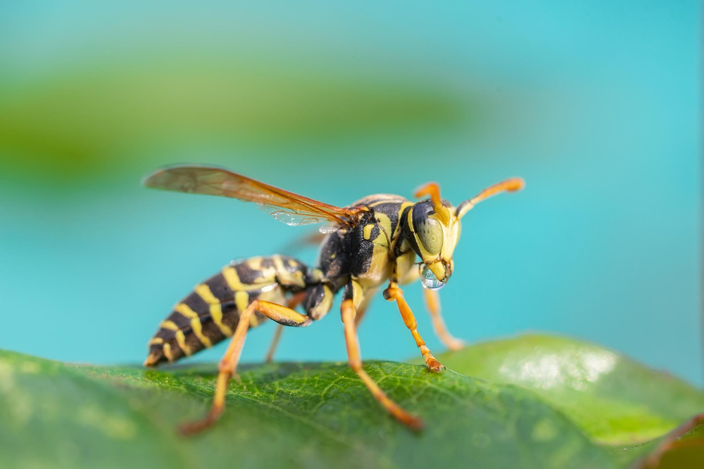 Wasp