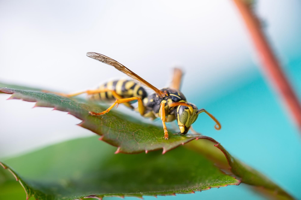 Wasp