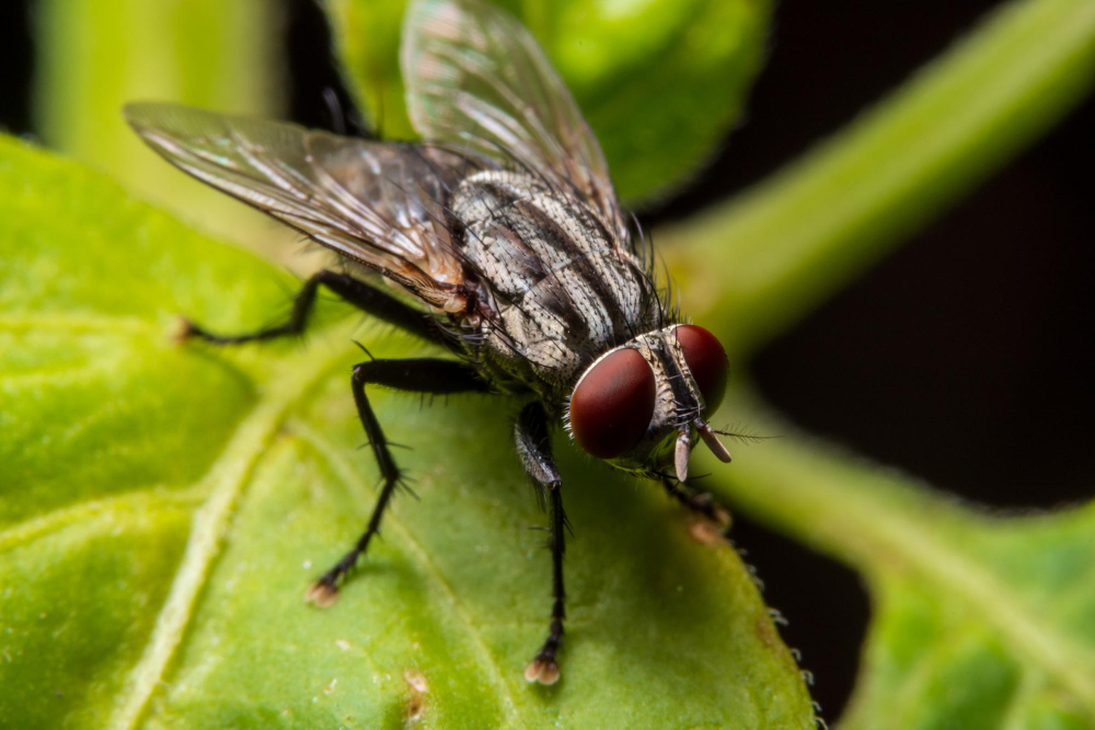 housefly