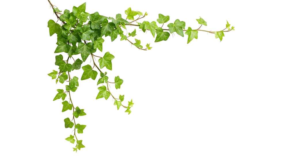 Ivy