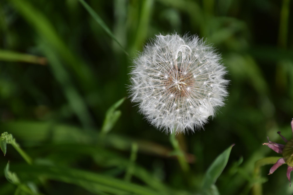 10 Things About a Dandelion, Beginning With the Fact That One Flower Is About Two Hundred Flowers