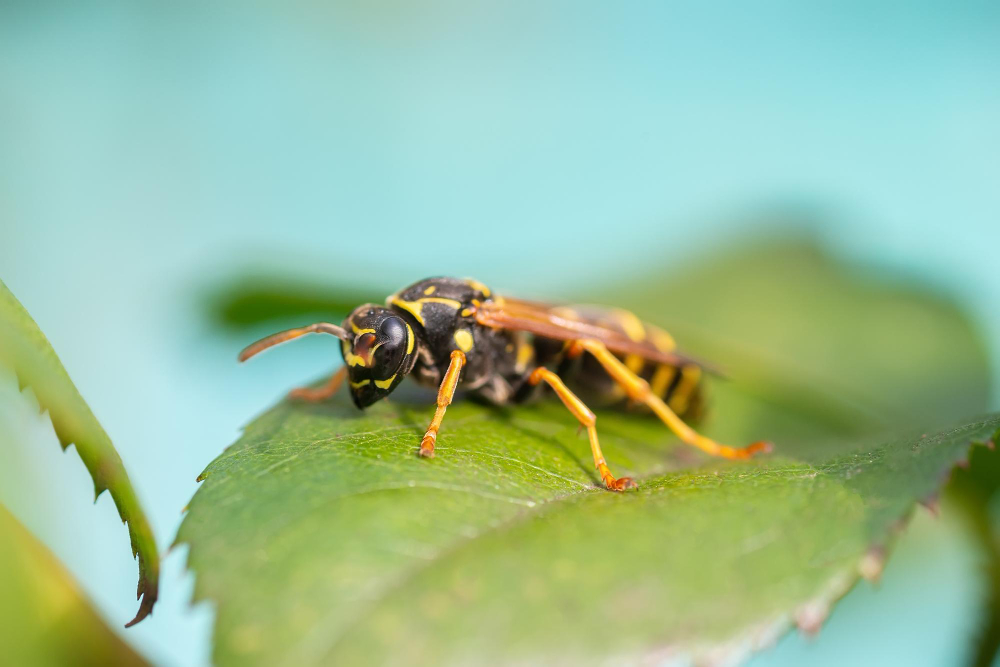 Wasp
