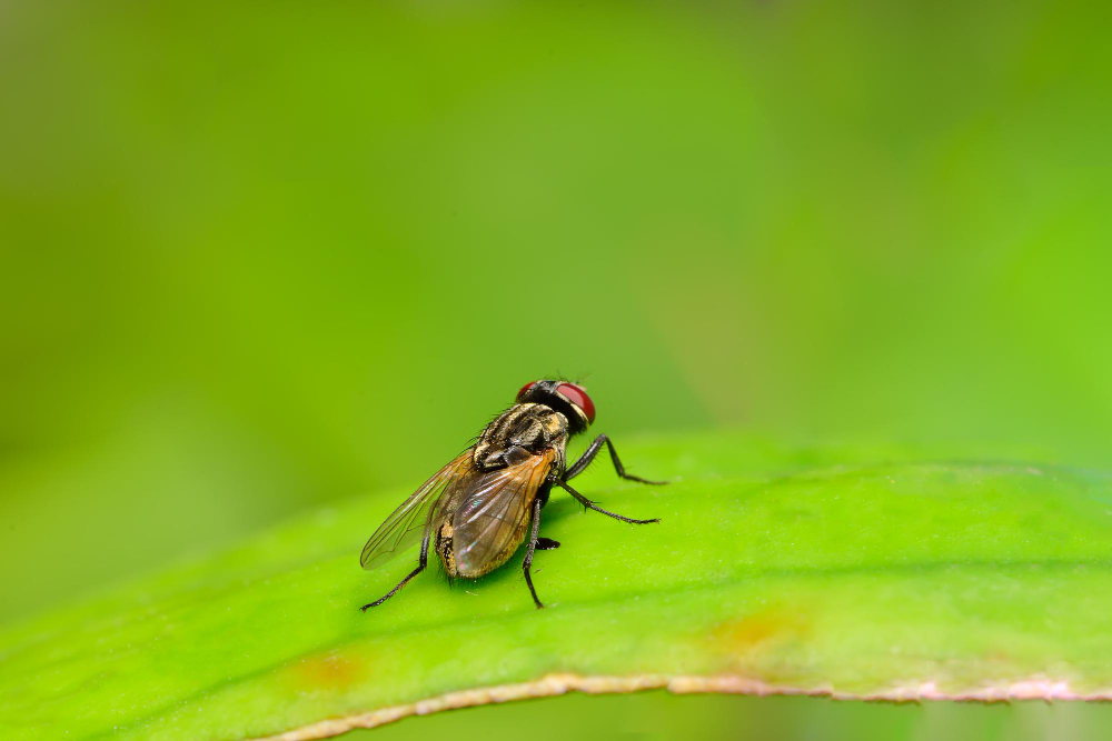 housefly