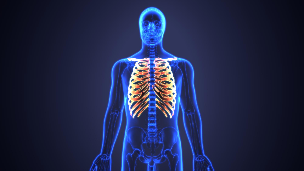 human rib 