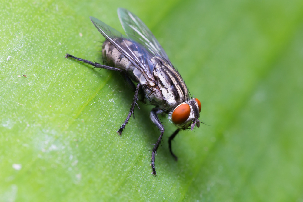 15 Things About the Housefly, Starting With the Fact That It Tastes Everything With Its Feet