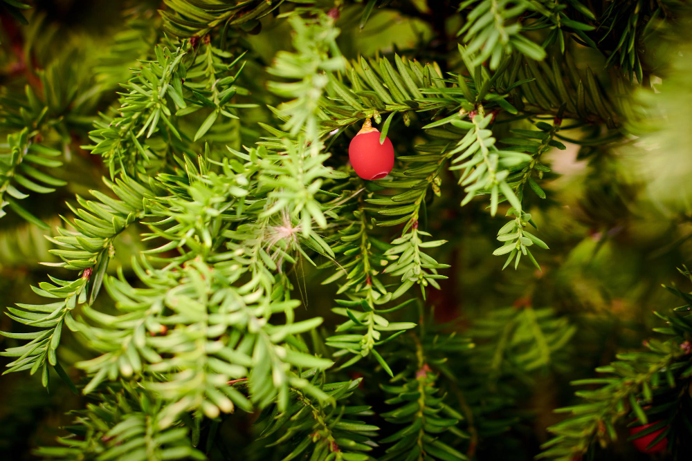 Taxus