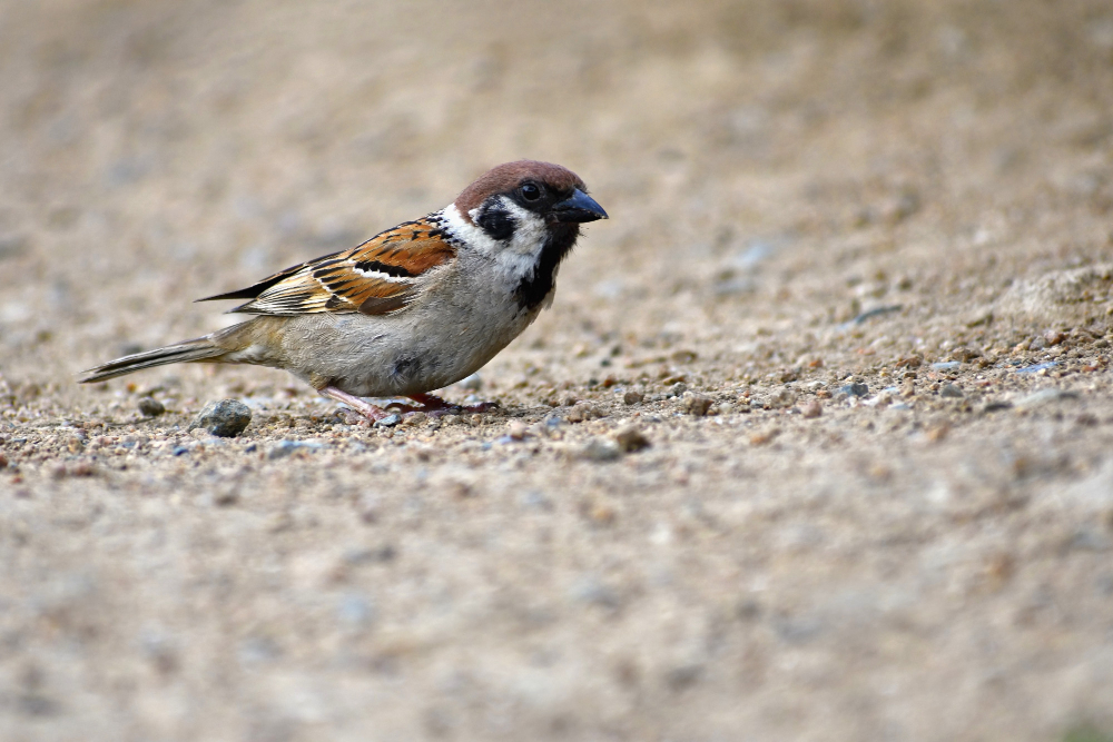 Sparrow