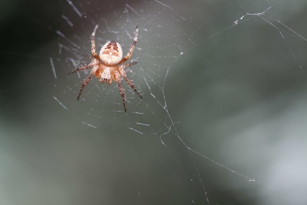 Spider