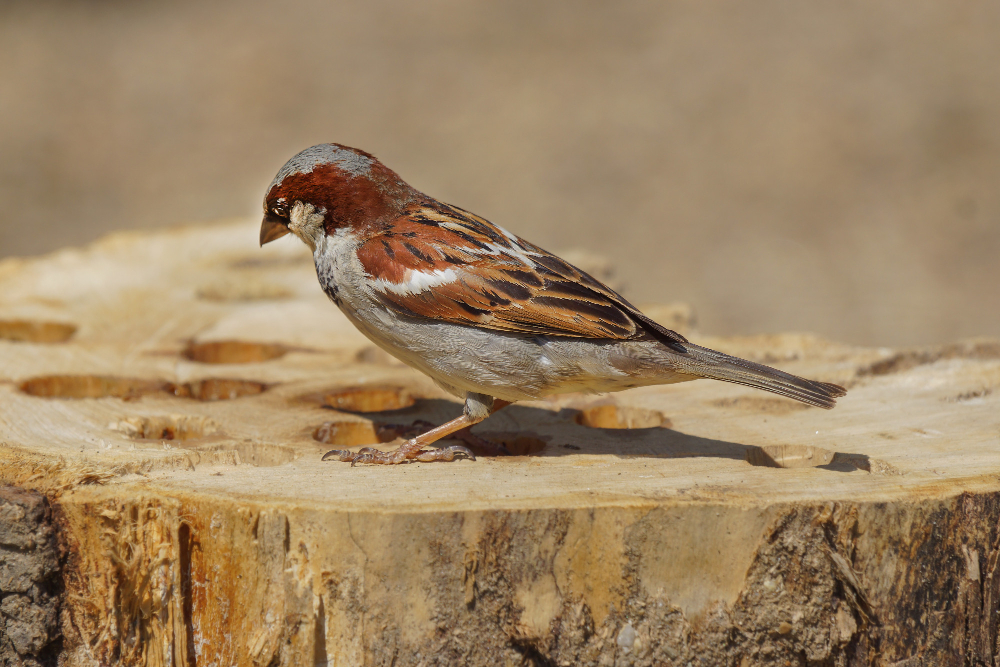 Sparrow