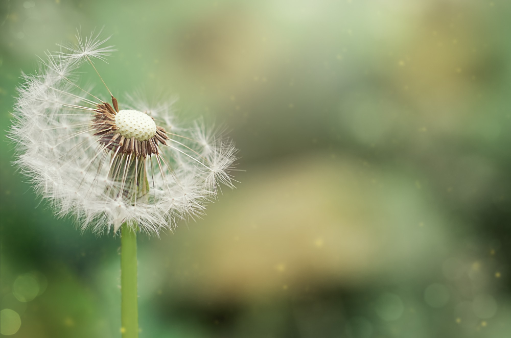 Dandelion