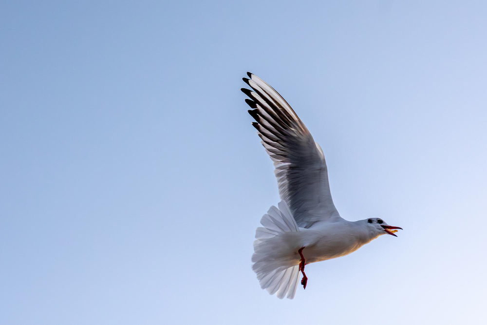 Seagull