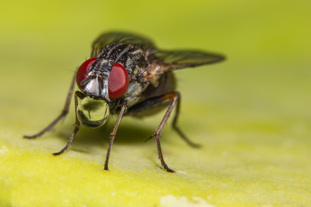 housefly