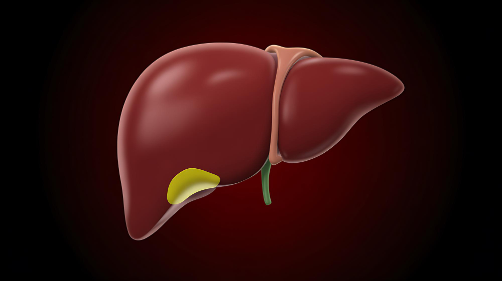 human liver