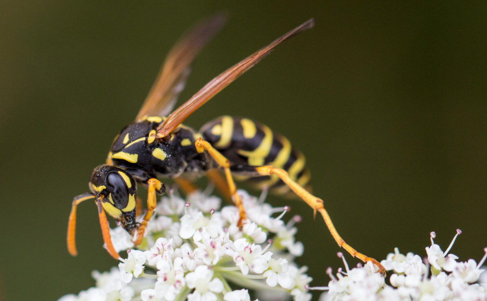Wasp