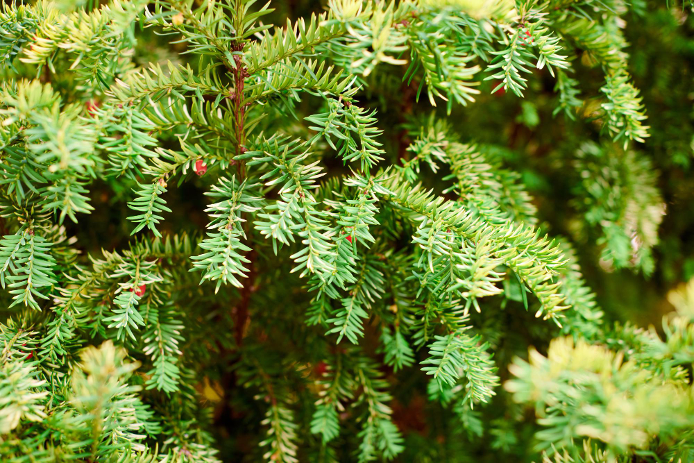 Taxus
