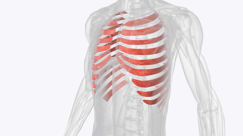 human rib 