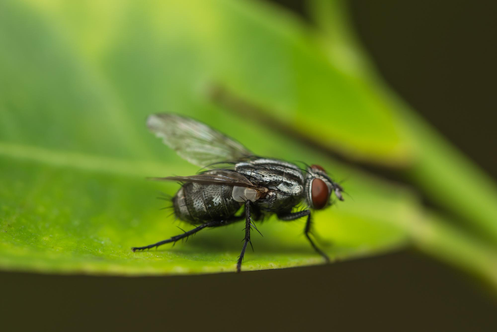 housefly