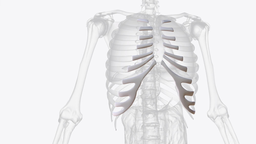 human rib 