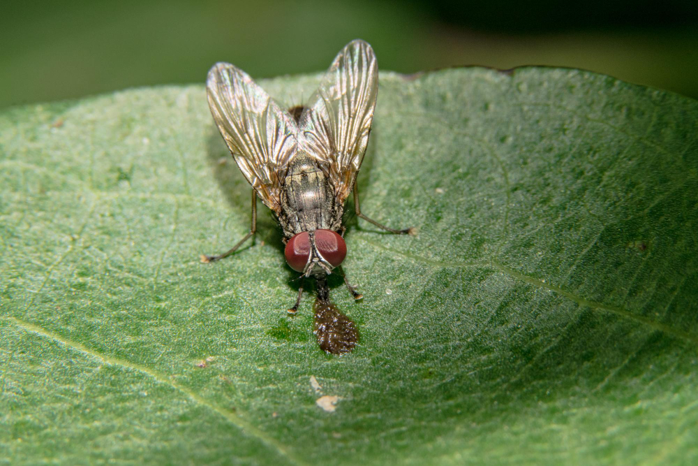 housefly