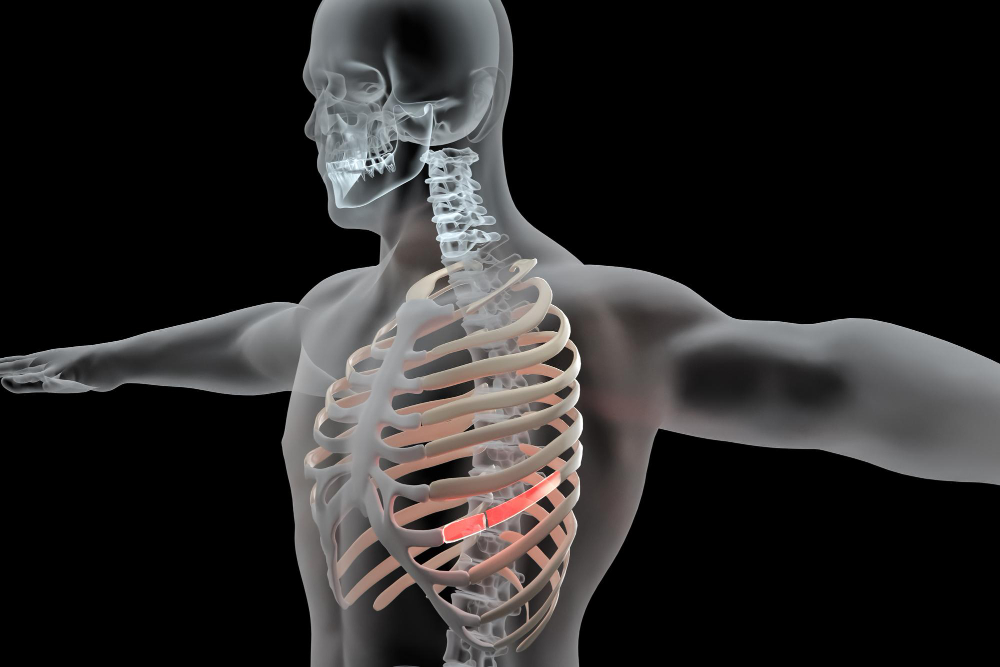 human rib 