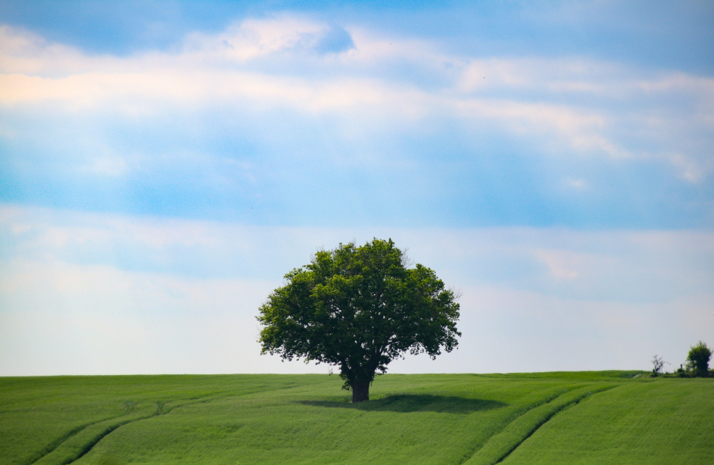 Oak Tree