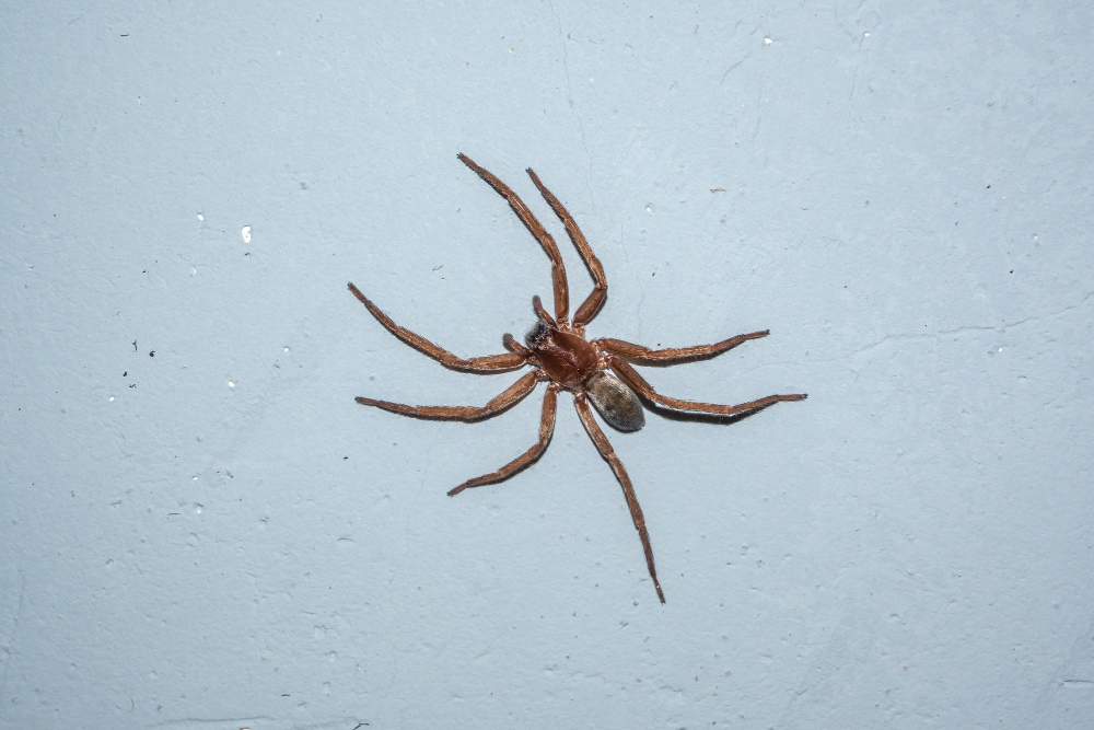 17 Things About the Spider in the Bath, Beginning With the Fact That It Did Not Come Up the Plughole