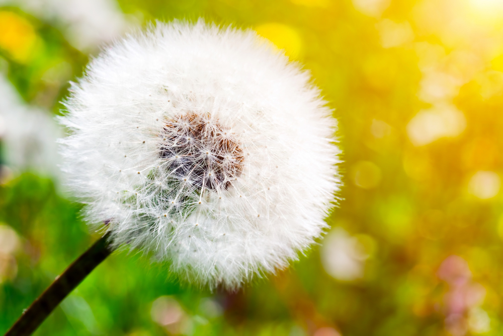 Dandelion