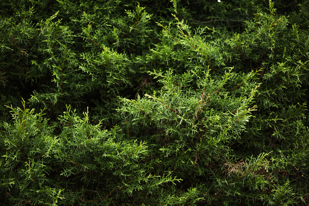 Taxus