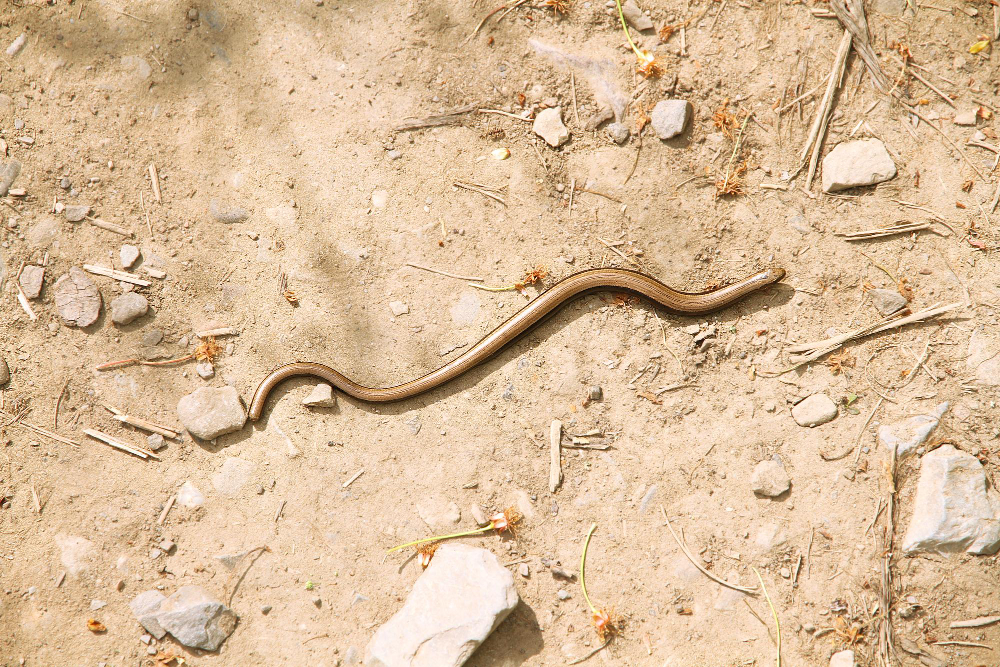 Slow Worm