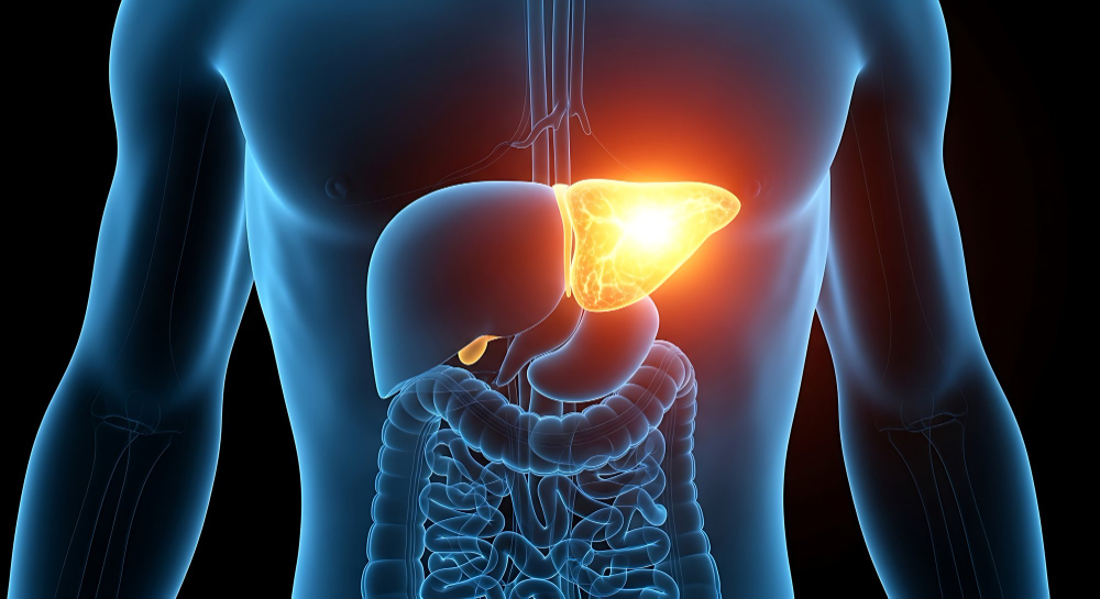 human liver