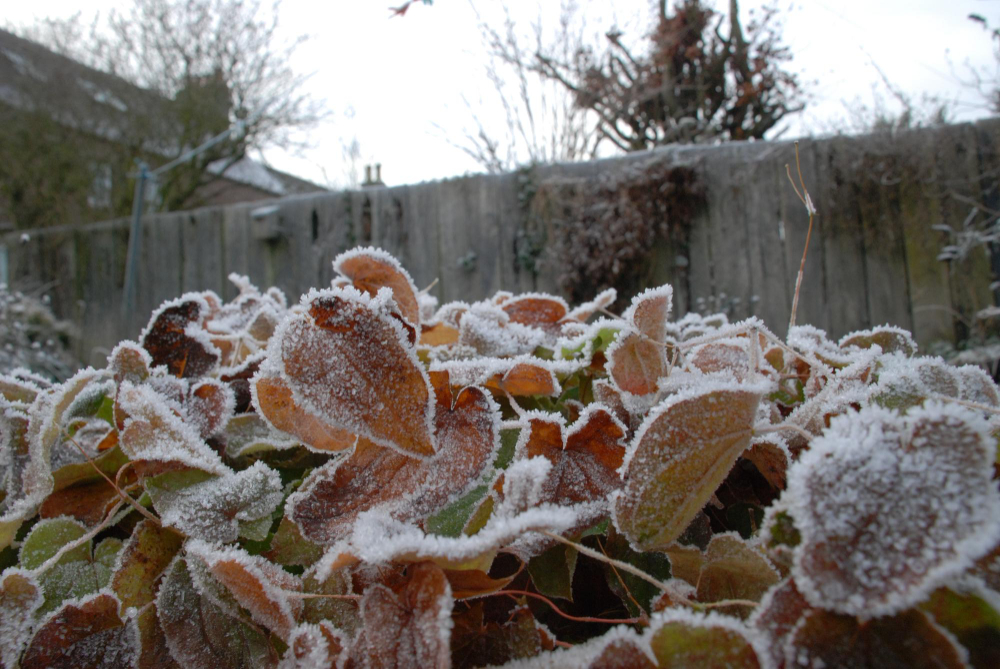 garden frost