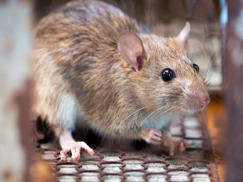 Mouse