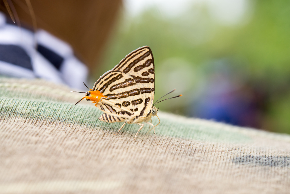 clothes moth