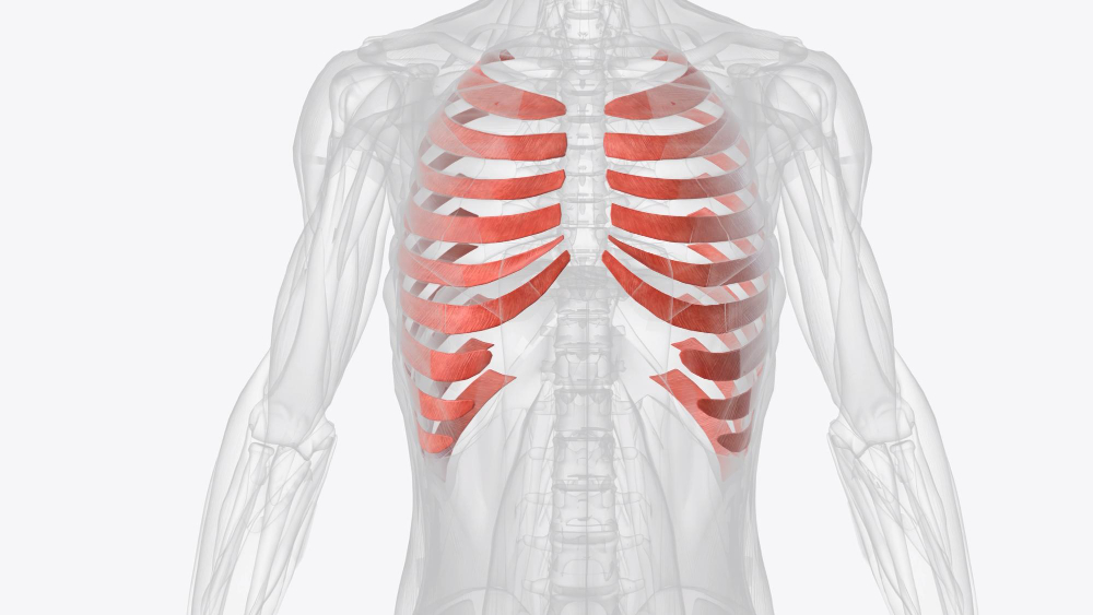 human rib 