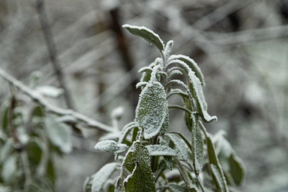 garden frost