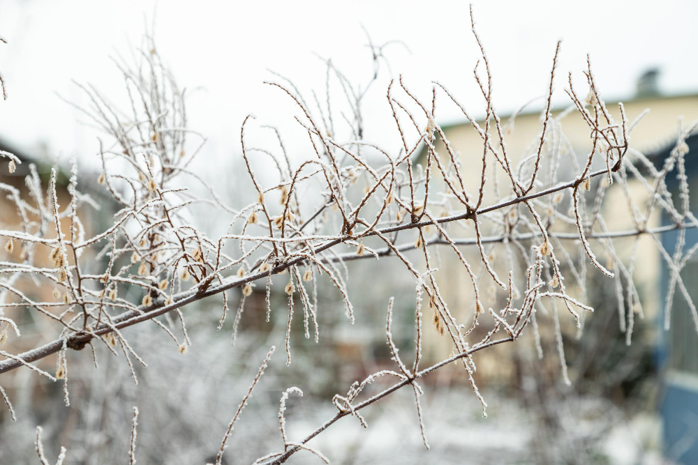 garden frost