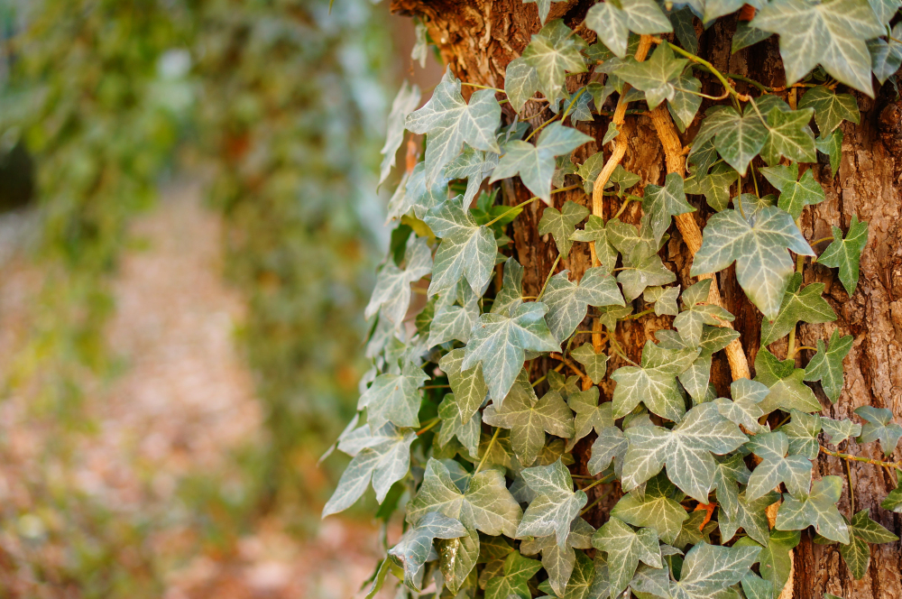 Ivy