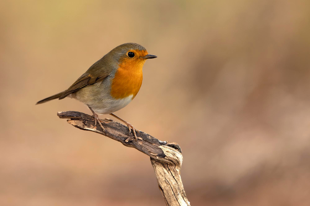 Robin Bird