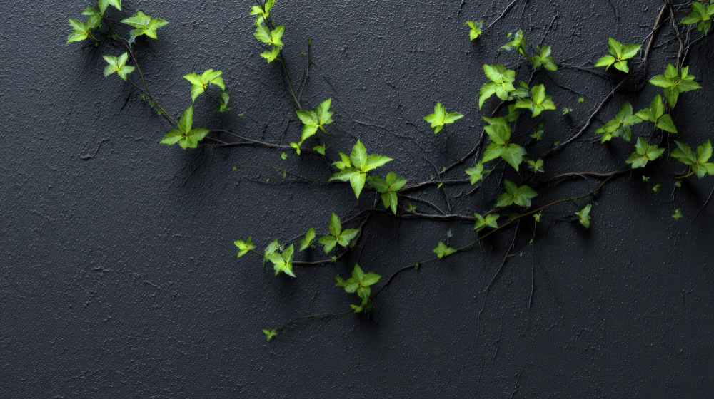 Ivy
