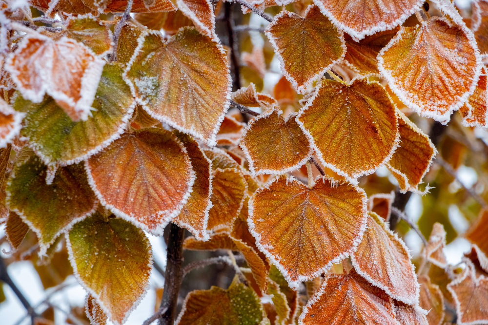 garden frost