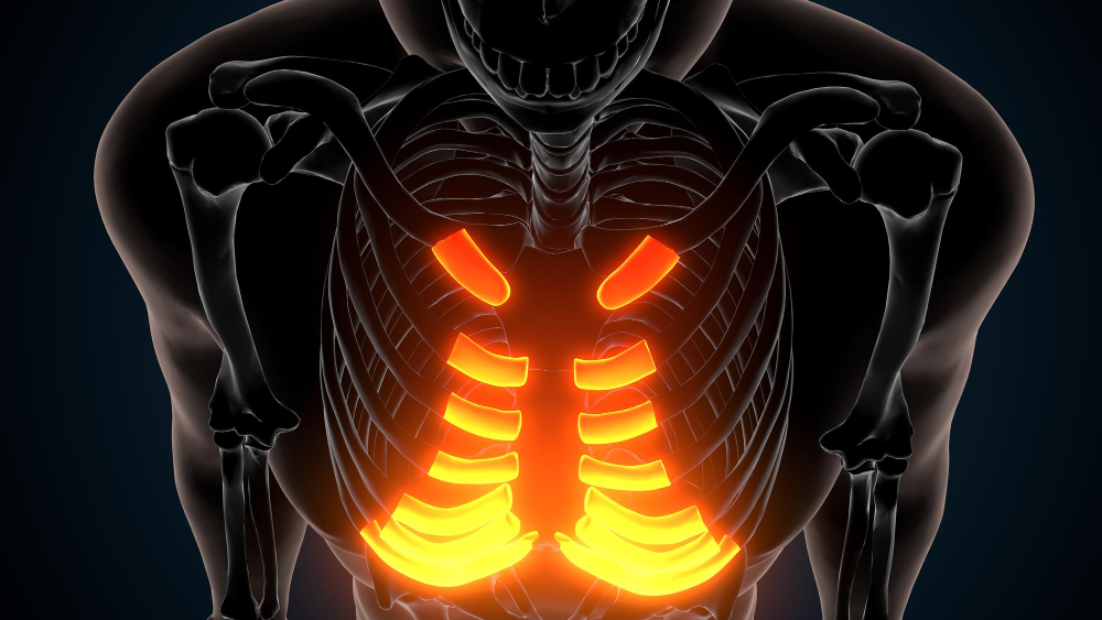 human rib 