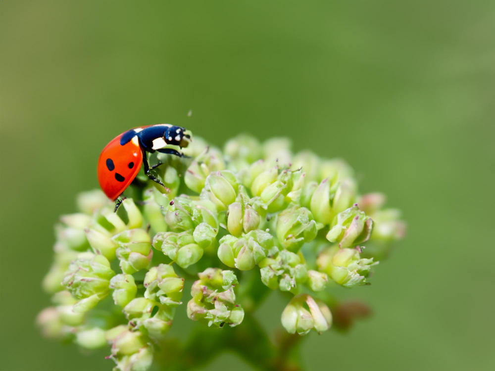 Ladybird